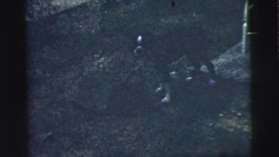 In 1961 Camden home-movie footage, a dark cat and a black-and-white dog appear in a dim, grassy backyard area.