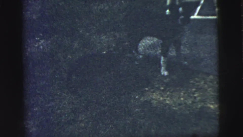 The dog and cat move close together in the grassy backyard, seen through grainy, underexposed 8mm home-movie footage.