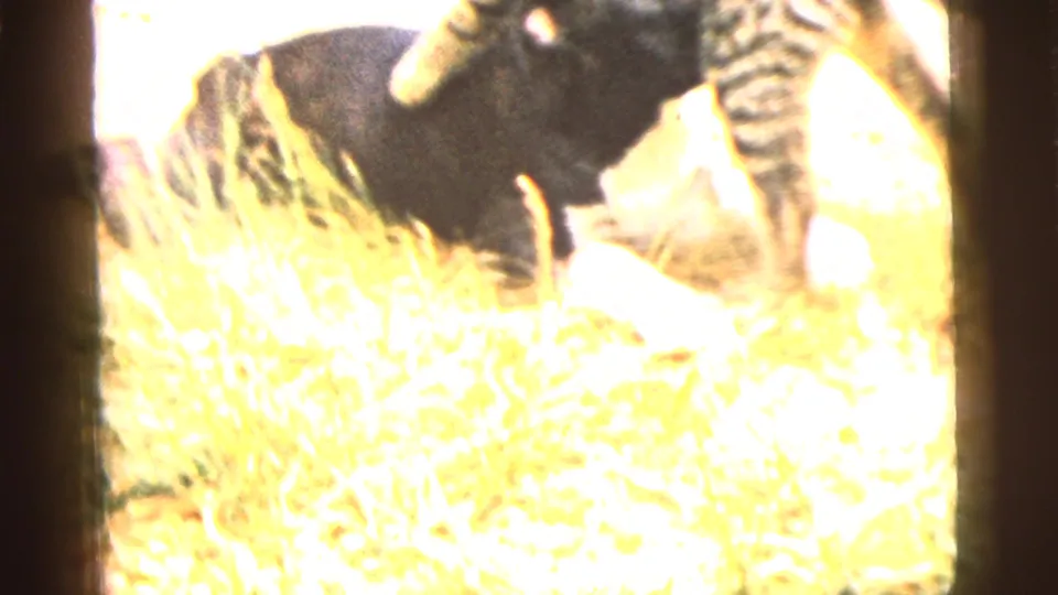 A bright, overexposed 1961 home-movie frame catches the dog and cat wrestling or playfighting on the grass.