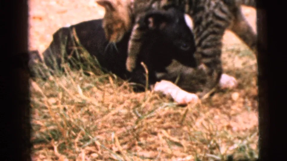 In 1961 Camden home-movie footage, a black-and-white puppy lies near a tabby cat on dry backyard grass.