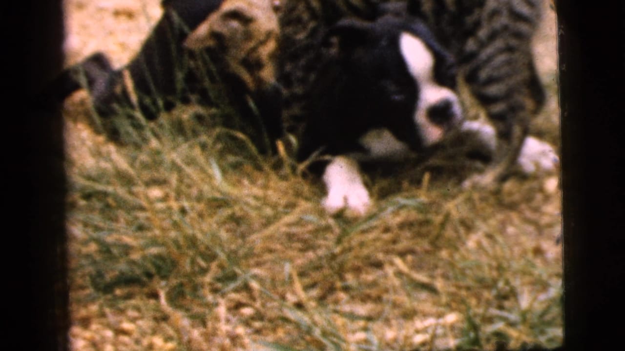 Puppy and tabby cat lying side by side on dry grass.