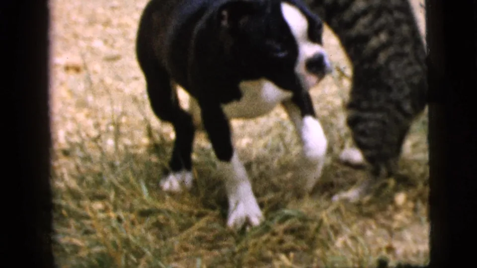 The black-and-white puppy stands in the grass near the tabby cat, suggesting playful movement in the 1961 home movie.