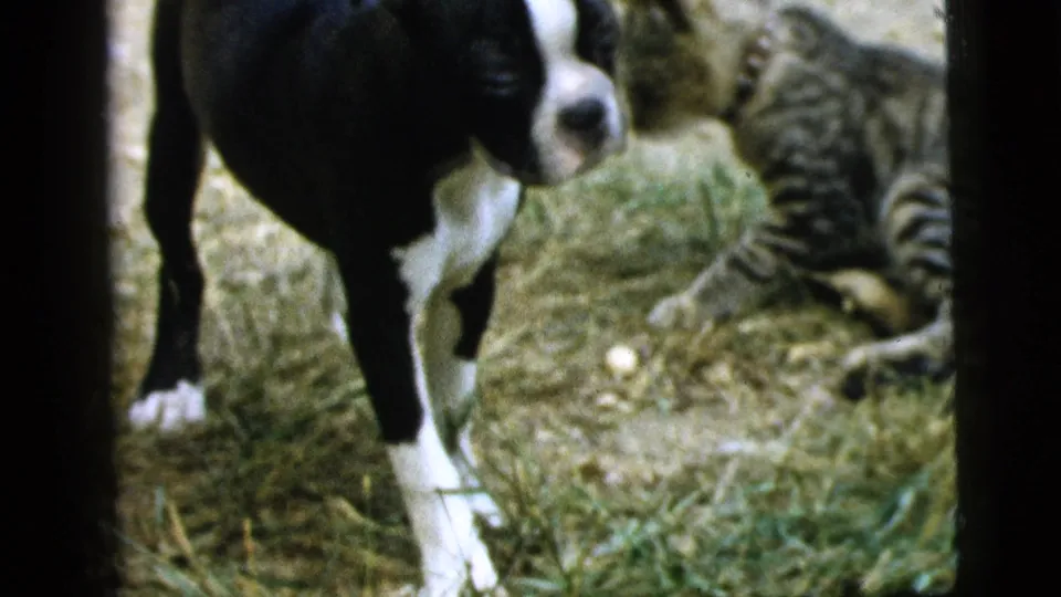 The puppy moves toward the camera as the tabby cat remains behind on the grass in the Camden, New Jersey home-movie shot.