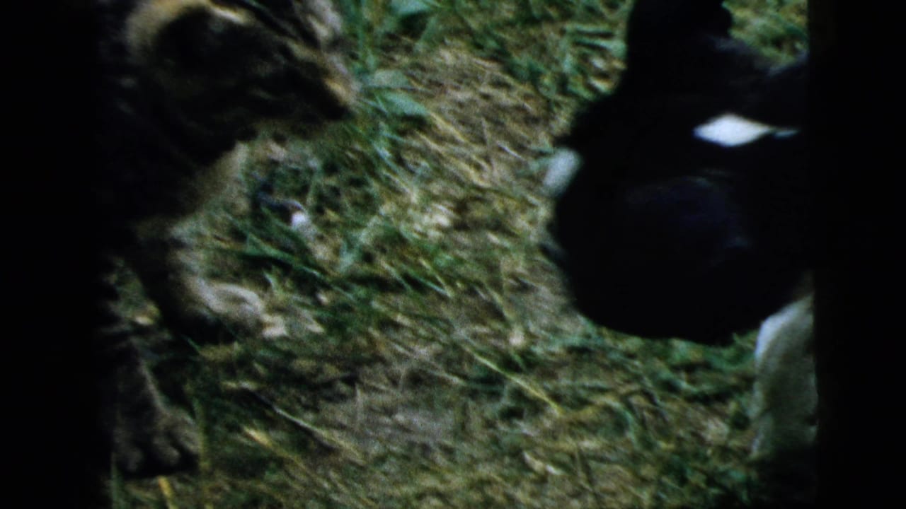 Tabby cat and black-and-white puppy face each other on grass.