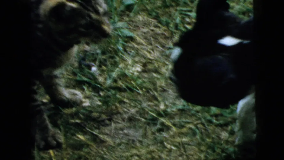 In this 1961 Camden, New Jersey 8mm frame, a tabby cat and black-and-white puppy cautiously approach on a grassy yard.