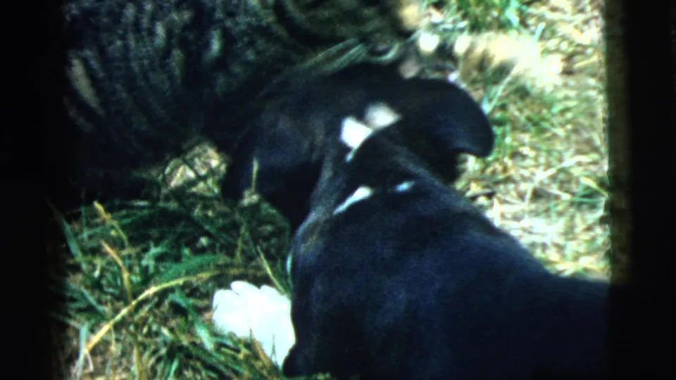 The tabby cat stands over or beside the Boston Terrier puppy in a grassy Camden yard, with the animals partly cropped by the frame.