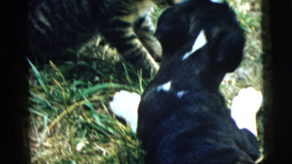 A small black-and-white puppy turns its body near the tabby cat during the brief 1961 home-movie encounter on grass.