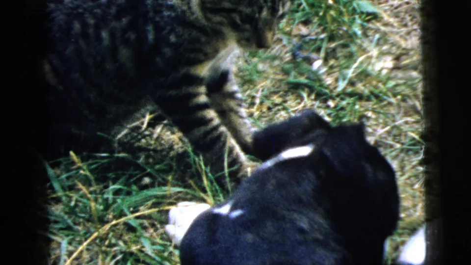 The tabby cat appears to extend a paw toward the black-and-white puppy as the animals continue their cautious play in the yard.
