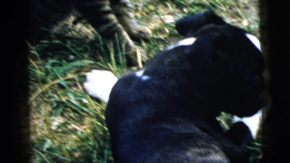 1961 Camden home-movie frame showing a black-and-white puppy on a grassy lawn with a tabby cat close beside it.