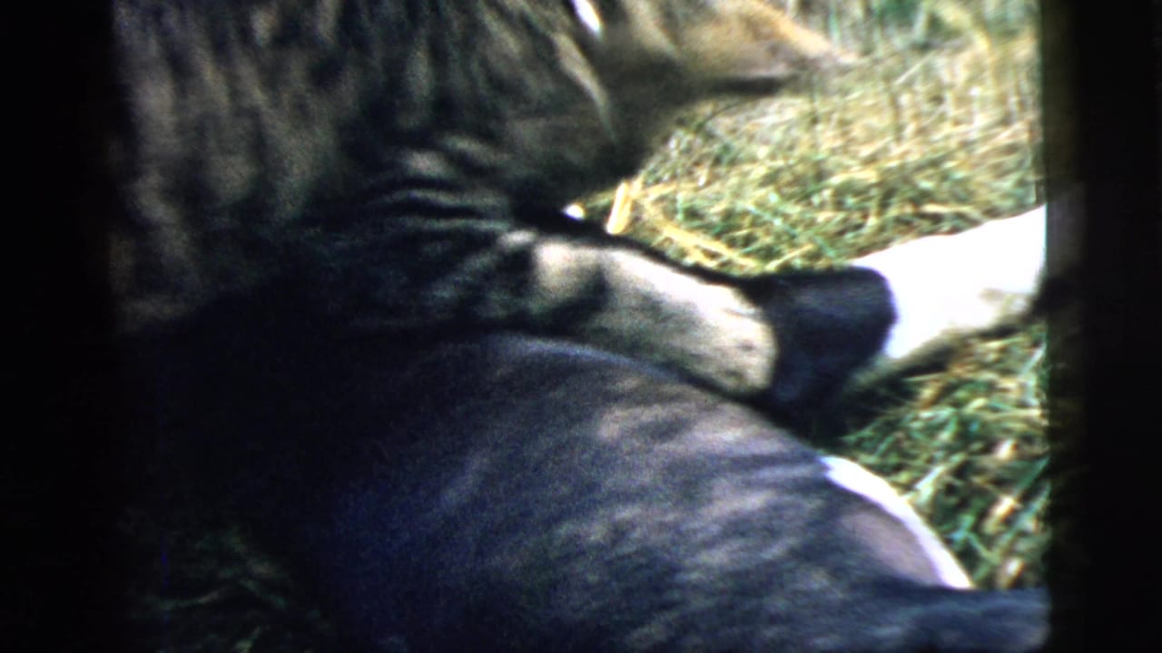 Tabby cat leans over a resting black-and-white puppy on grass.
