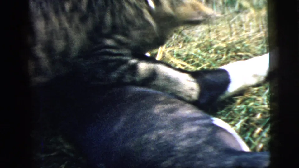 The tabby cat bends toward the black-and-white puppy in a grassy Camden garden, framed by dark 8mm borders.