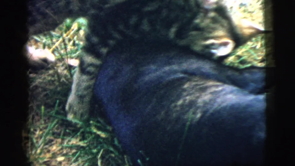 Close 8mm frame of the tabby cat touching or pawing at the puppy on a sunlit grassy lawn in Camden.
