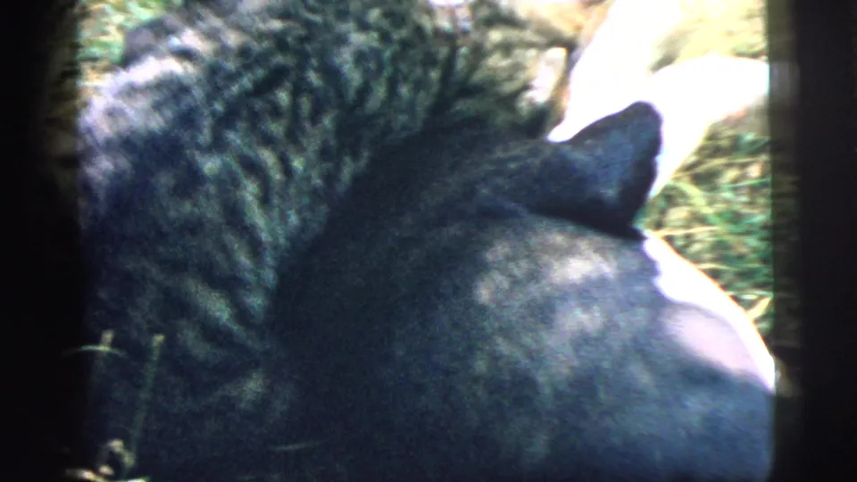 A tabby cat remains close beside the black-and-white puppy in the 1961 Camden garden footage.