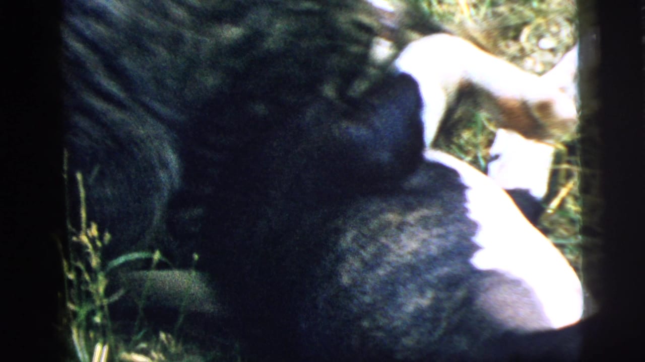 Black dog and tabby cat tangled together in grass during a close outdoor pet tussle.
