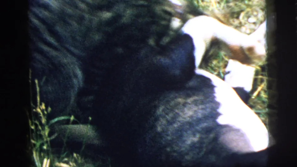 1961 Camden 8mm frame showing a black dog and gray tabby cat wrestling closely in sunlit grass.