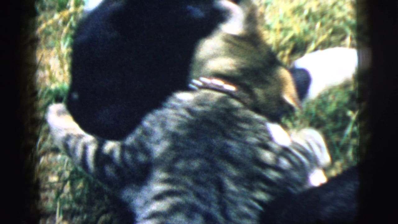 Tabby cat beside a black dog in grass, with the animals partly overlapping in the frame.