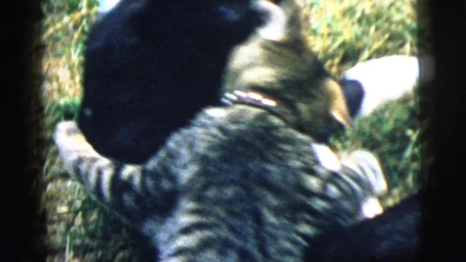 1961 Camden home-movie frame with a tabby cat and black dog partly overlapping during outdoor play in grass.