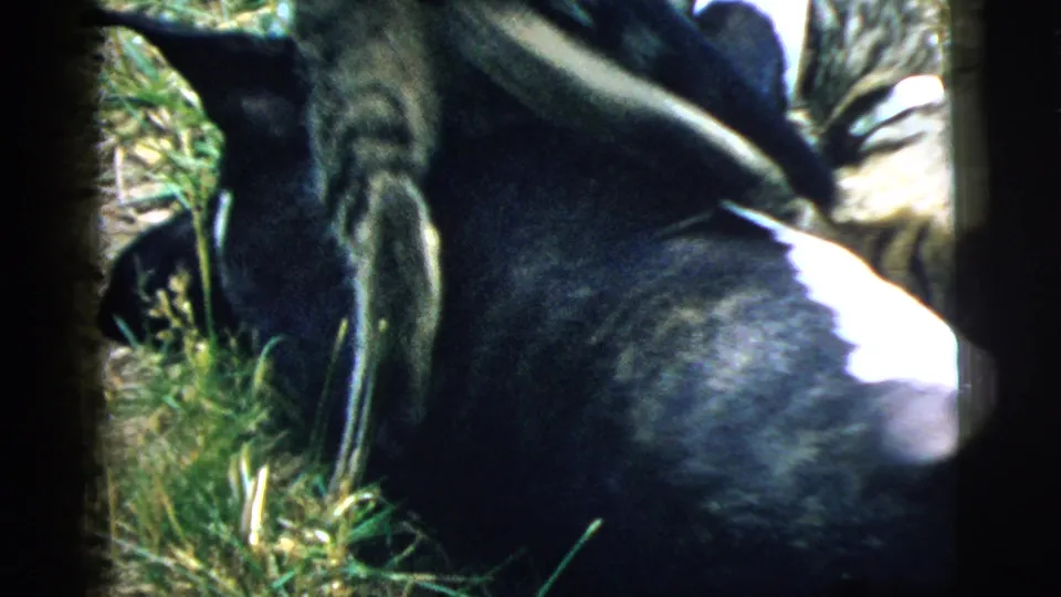 Close 1961 Camden 8mm frame of the black dog with the tabby cat partly obscured during a grassy pet scuffle.