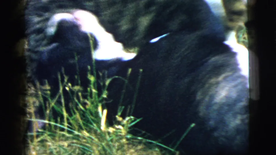 1961 Camden 8mm frame showing the black dog and tabby cat close together in grass as the play slows.