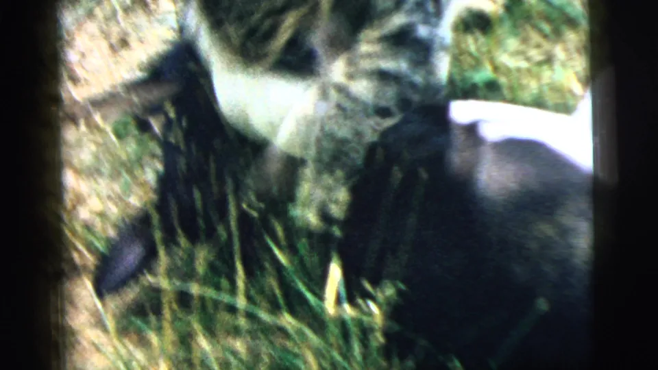 In 1961 Camden home-movie footage, a tabby cat and black-and-white dog appear to wrestle in sunlit tall grass.