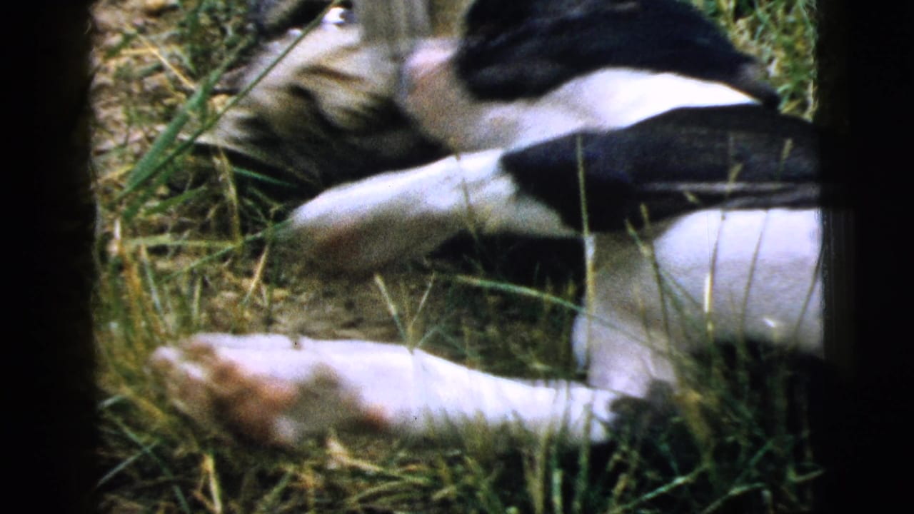 A black-and-white dog lies on its side in tall grass while the tabby cat remains nearby in this Camden 1961 home-movie frame.
