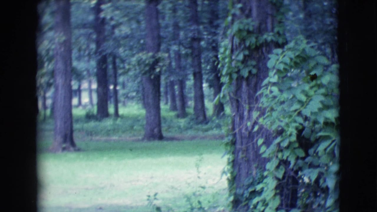 Tree-lined grassy yard with a vine-covered trunk in the foreground.