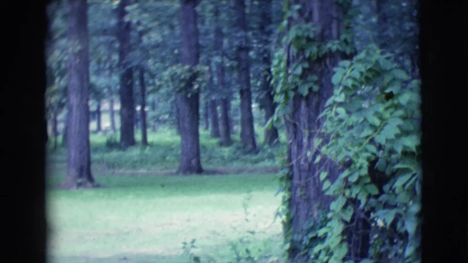 1961 Clarkdale, Arizona home-movie frame showing tall trees, grass, and a vine-covered trunk during a yard pan.