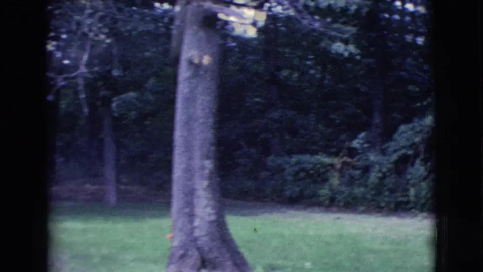 Final 1961 Clarkdale, Arizona frame focusing on a large tree trunk, green grass, and dense wooded foliage at the edge of the yard.
