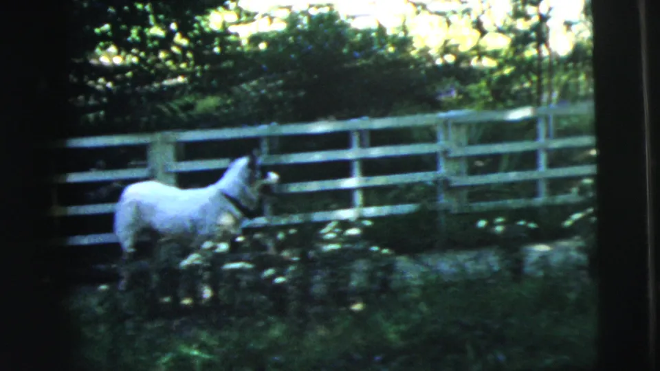 A small dog stands in the Camden backyard near a white fence, with garden plants and heavy 8mm shadow across the frame.