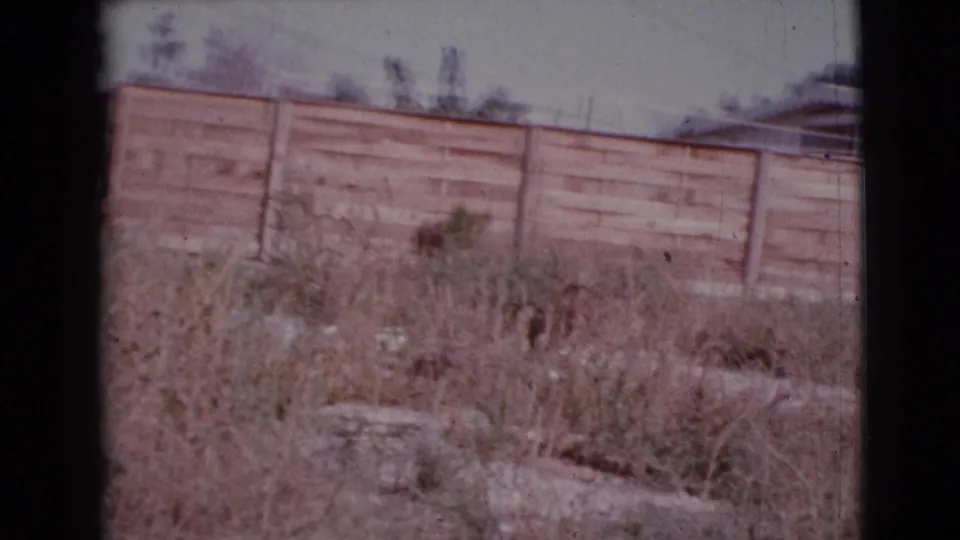 Sun-faded 8mm view of a dry Cottonwood yard, rough wooden fence, and partial residential roofline in 1964.