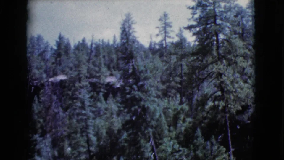 Wooded Arizona pine landscape in the final frame of the 1964 home-movie clip.