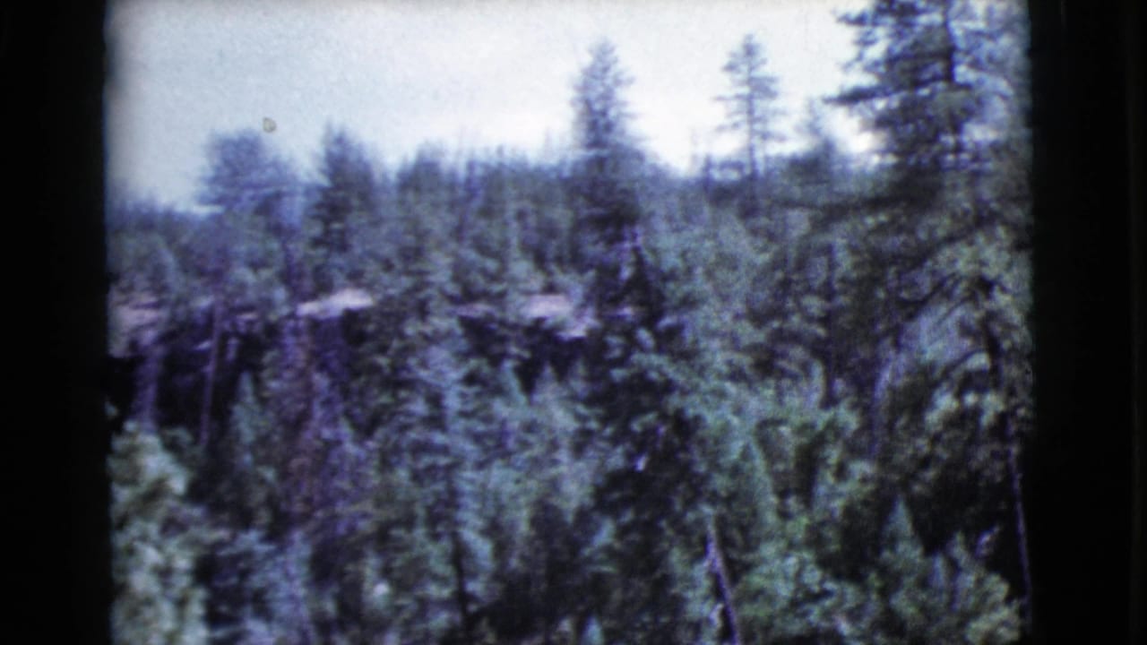 Soft 8mm view across dense pine forest below a pale sky.