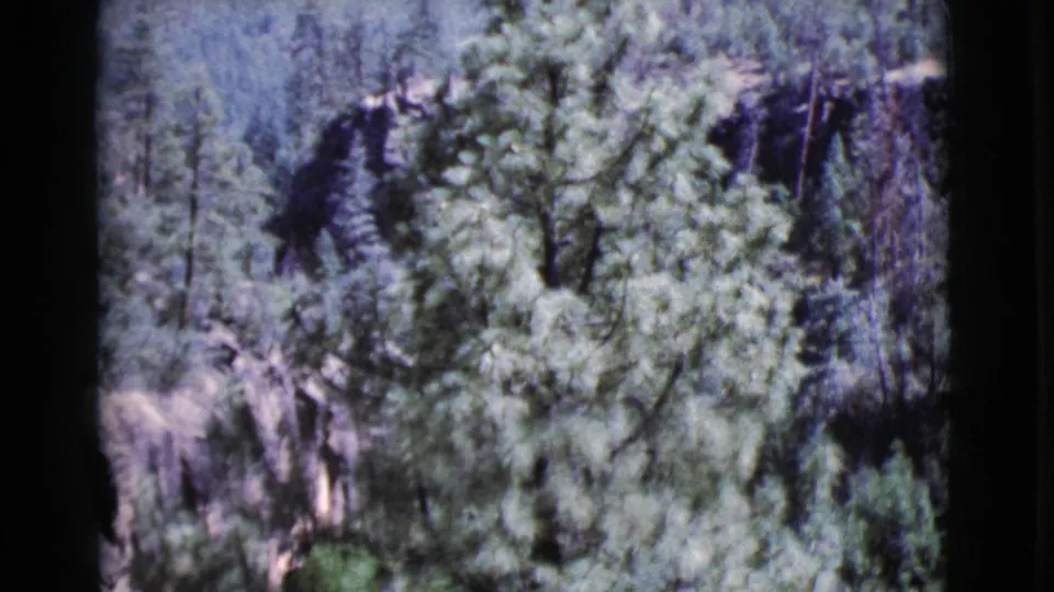 1964 Cottonwood, Arizona home-movie frame showing dense green branches against pale rock and darker trees.