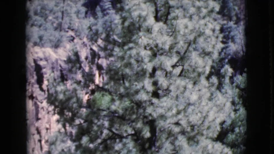 1964 Cottonwood, Arizona frame with thick green foliage crossing in front of rocky terrain and shadowed trees.