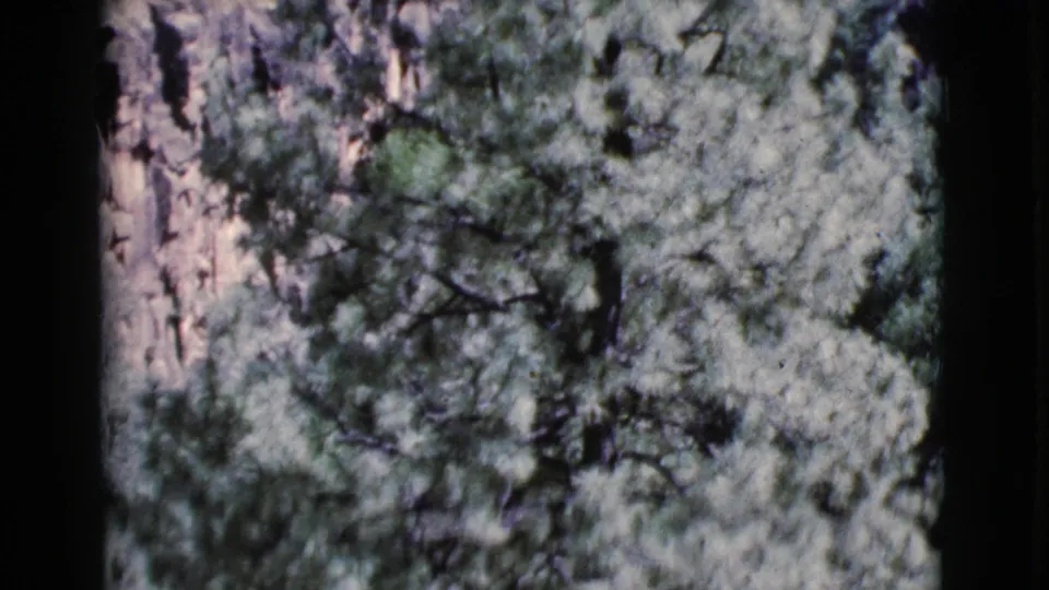 1964 Cottonwood, Arizona home-movie still showing a leafy tree mass in front of exposed rock.