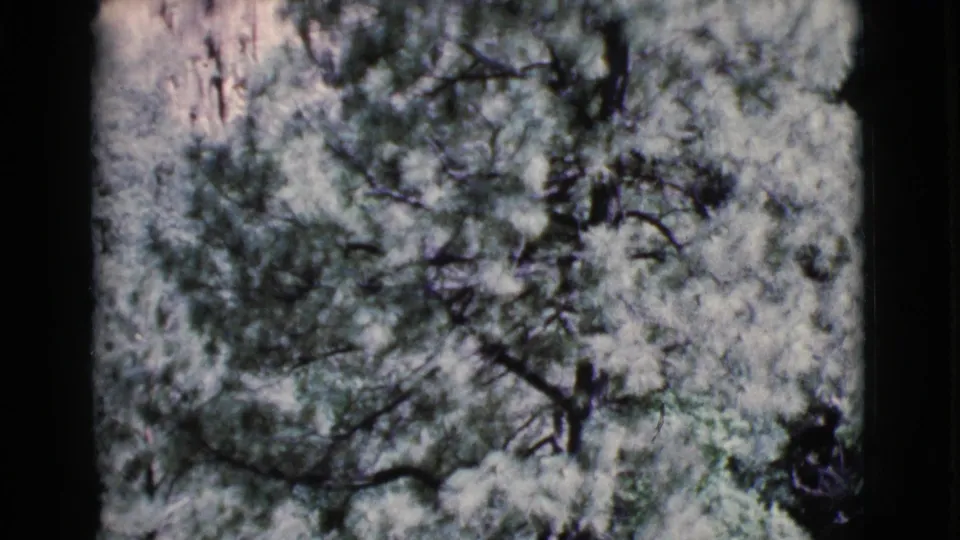 1964 Cottonwood, Arizona frame of dense green branches and pale rock seen through a soft 8mm scan.