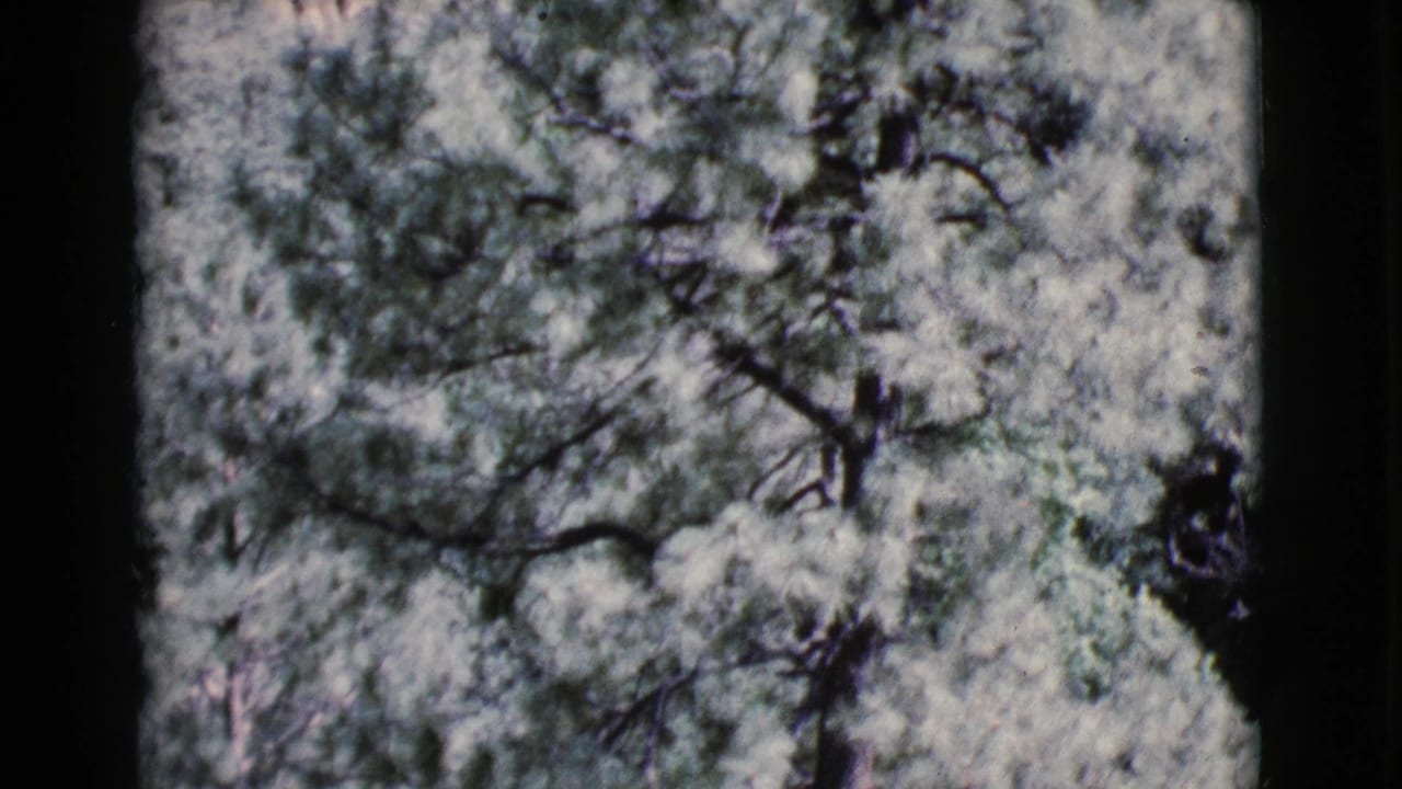 Dense green tree canopy with dark branches and visible 8mm film edges.