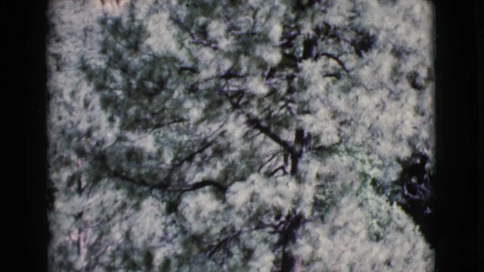 1964 Cottonwood, Arizona home-movie frame showing dense green foliage and dark branches through a soft, grainy 8mm scan.