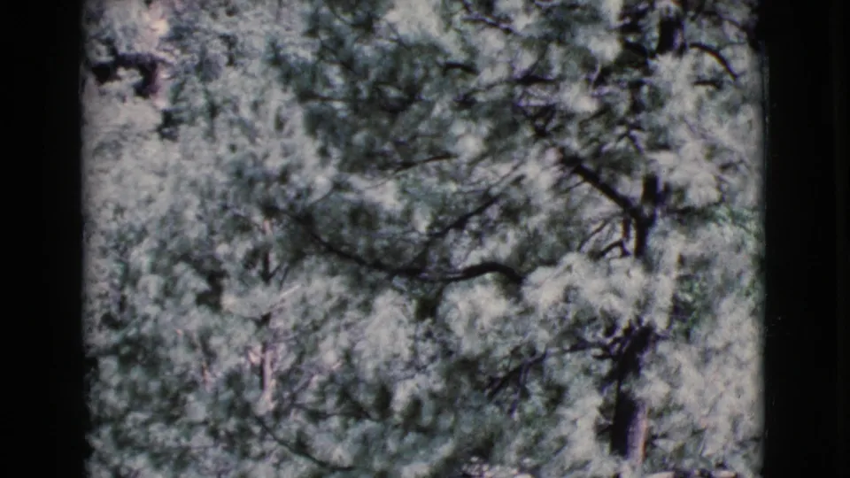 High-angle 8mm view of Cottonwood, Arizona foliage, with dark limbs crossing pale green canopy and visible film softness.