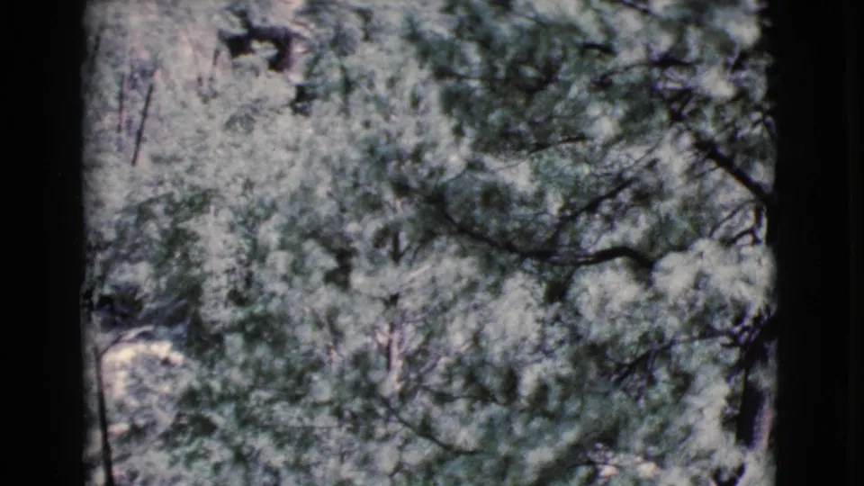 1964 Arizona home-movie frame with dense treetops, dark branches, and a pale indistinct object low in the foliage.