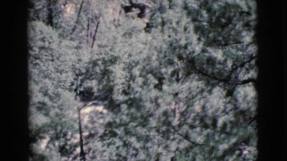 Final 8mm frame from Cottonwood, Arizona showing layered green foliage, dark branches, and a pale indistinct shape near the lower center.