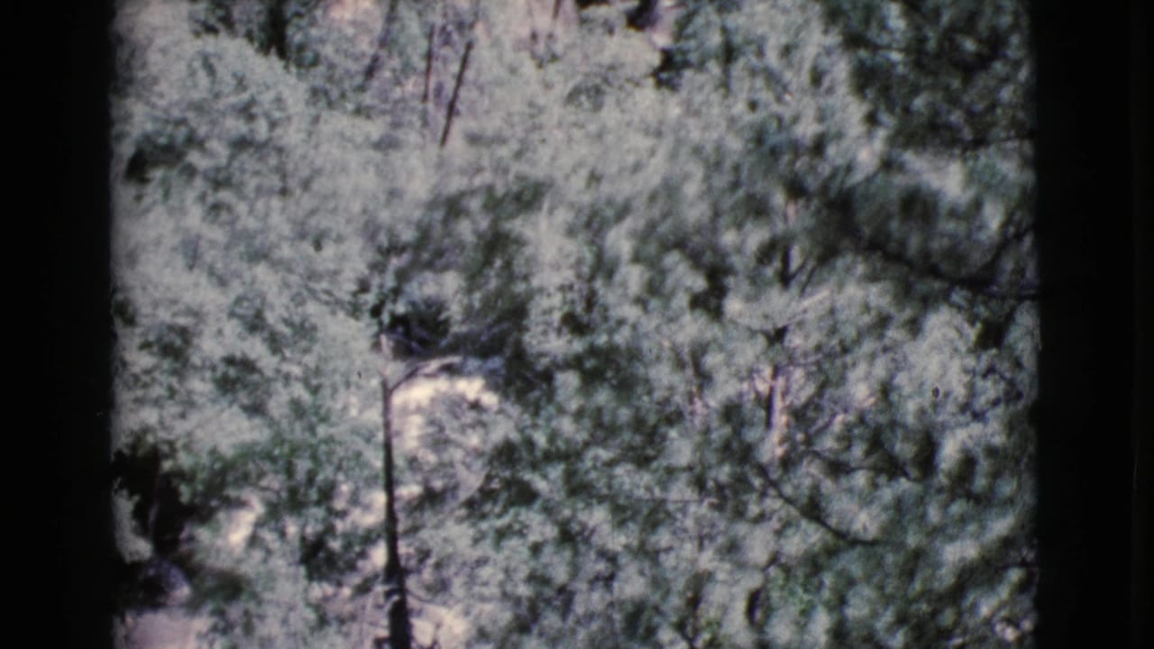 Sunlit trees and dense foliage with a partial dirt path visible through branches.