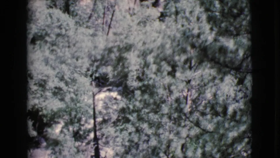 1964 Cottonwood, Arizona home-movie frame showing sunlit trees, dense foliage, and a partial dirt path through the wooded area.