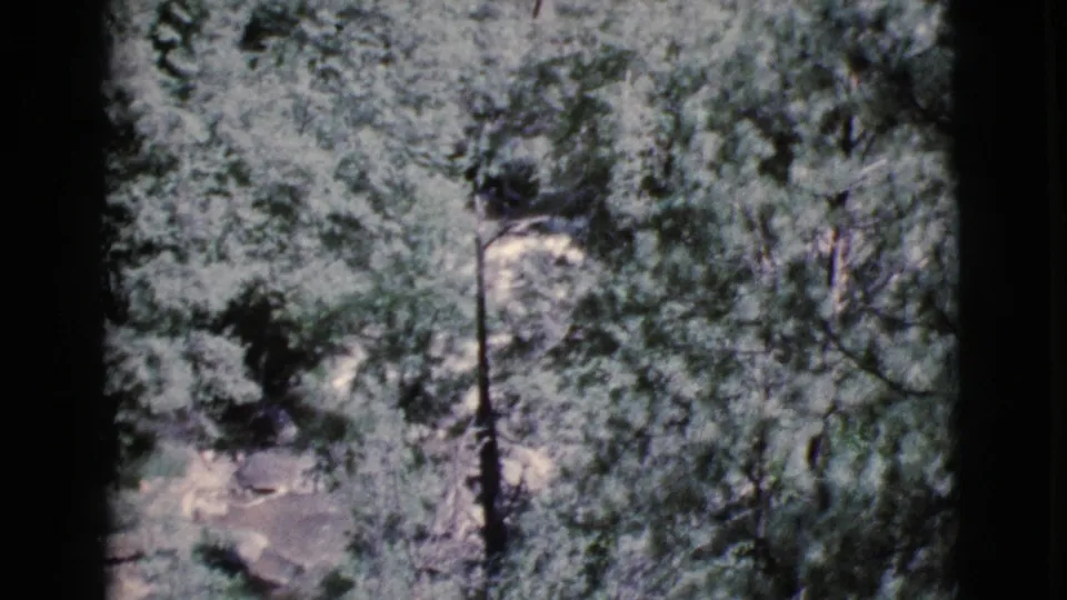 1964 Cottonwood, Arizona frame with leafy trees, vertical trunks, and a small dirt path partly visible beneath the foliage.