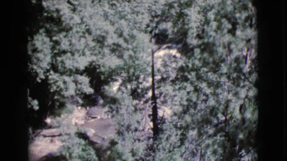 1964 Cottonwood, Arizona frame with dense green foliage, tree trunks, and a faint dirt path under dappled sunlight.