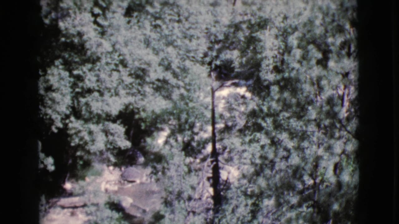 Dense green trees and shaded undergrowth seen through a dark 8mm frame border.