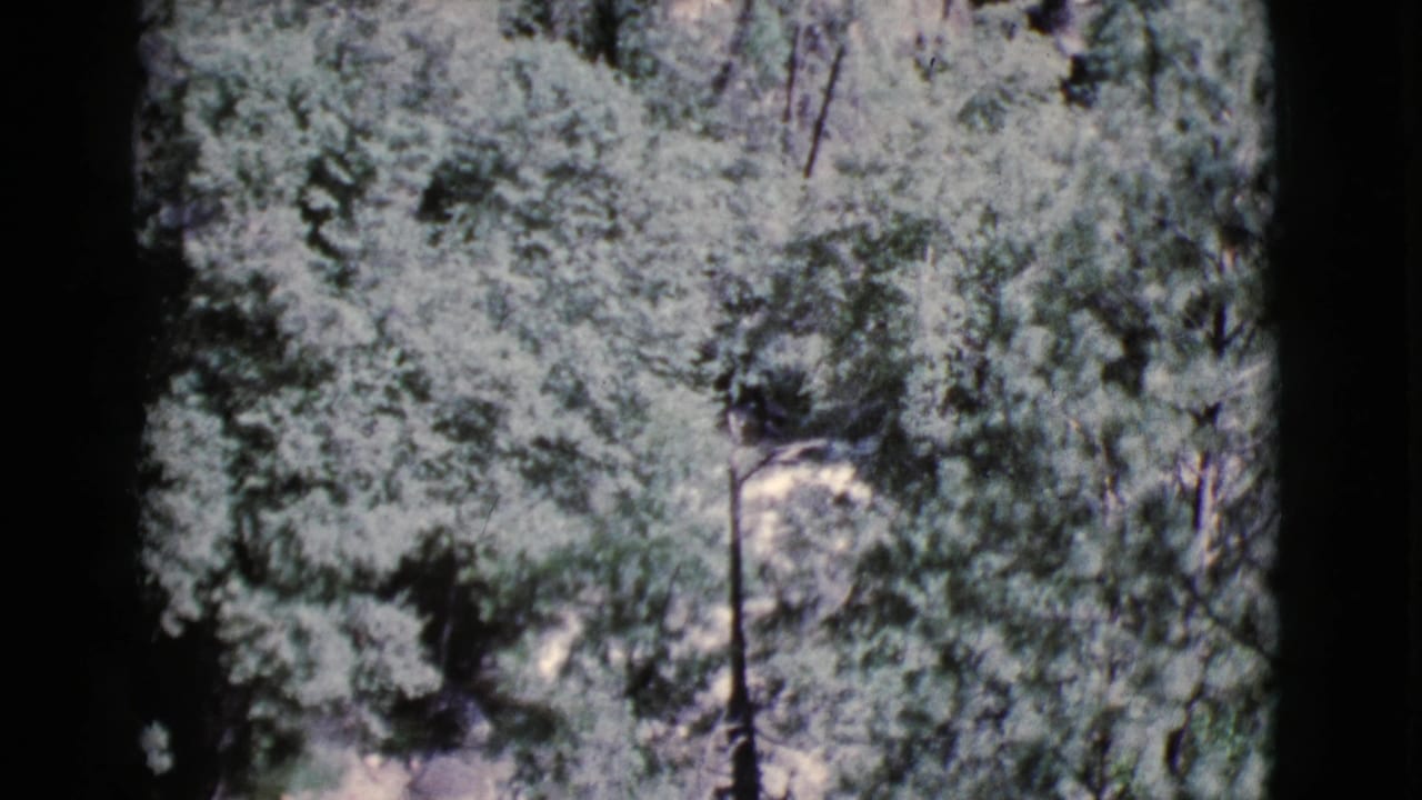 1964 Cottonwood, Arizona 8mm frame with leafy tree cover, pale sunlit patches, and soft grain from the original film scan.