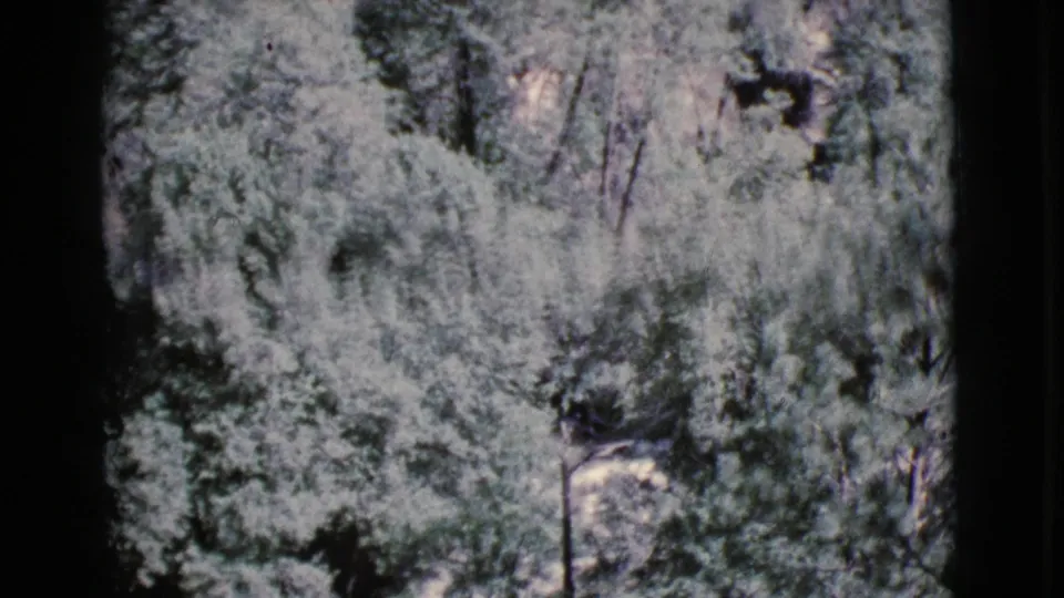 1964 Cottonwood, Arizona home-movie frame showing green vegetation, tree trunks, and pale rocky or dry ground patches.