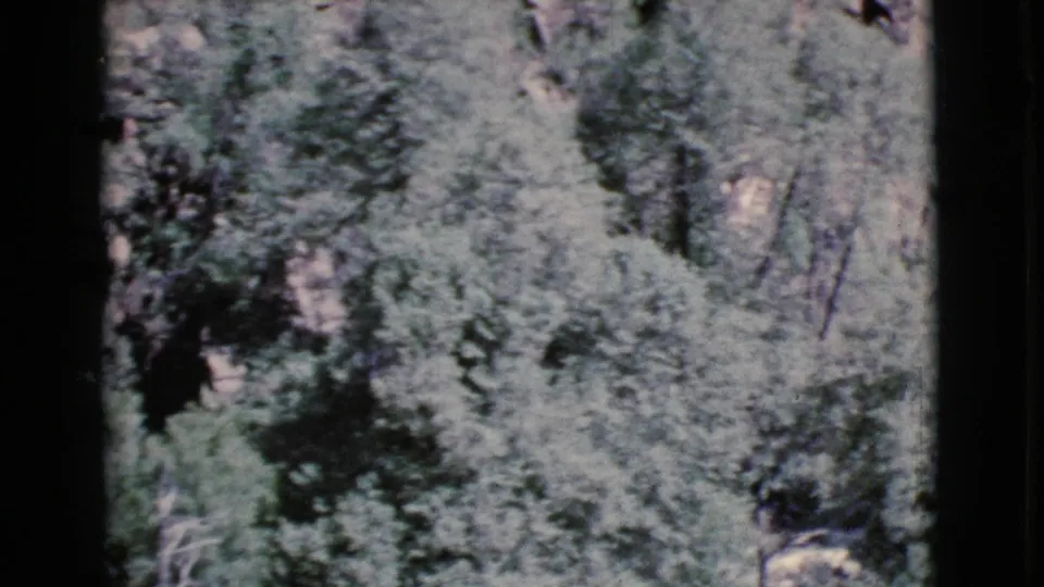 1964 Cottonwood, Arizona 8mm frame showing dense trees, shaded undergrowth, and sunlight breaking through foliage.