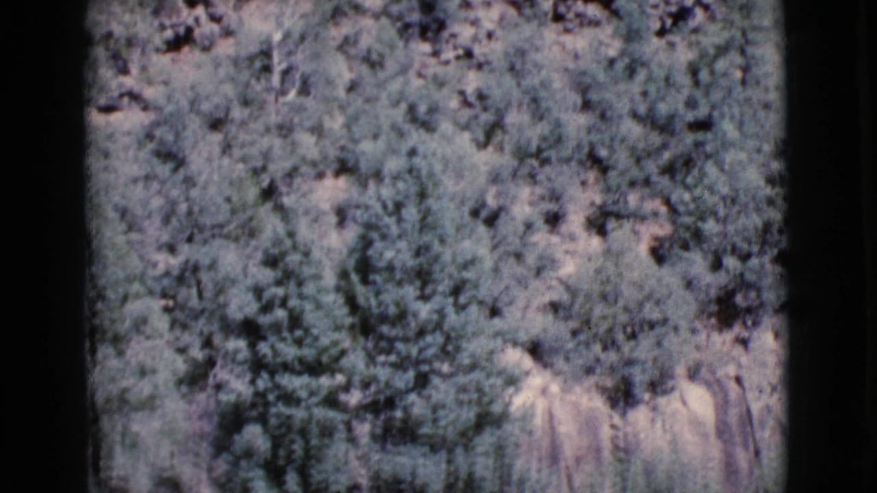Pine forest and scrub with pale rocky outcrops in soft 8mm color.